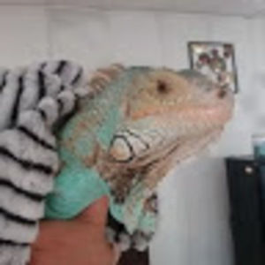 Meet your Posher, Summer